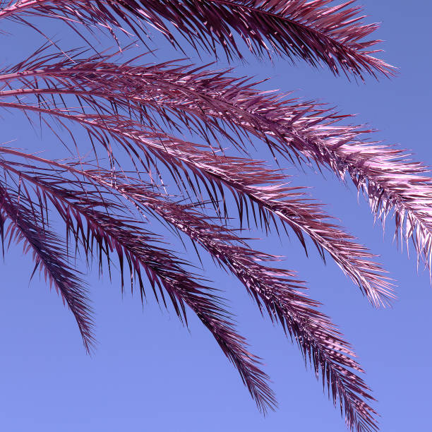istock Palm. Relax vacation mood. Minimal 1268451930