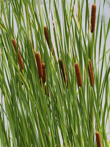 The Typha domingensis plant is an annual plant found throughout the world. This plant is known to reduce bacterial contamination of water. This aquatic plant can become very invasive and take over small ponds where little foliage grows. The leaves have been used by Native Americans to thatch huts and the pulp of the pods as bed stuffing.