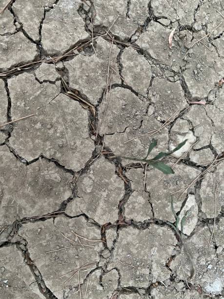 plant growing in dry soil The plant emerging from the dried and cracked soil. thirst and desertification climate crisis photos stock pictures, royalty-free photos & images