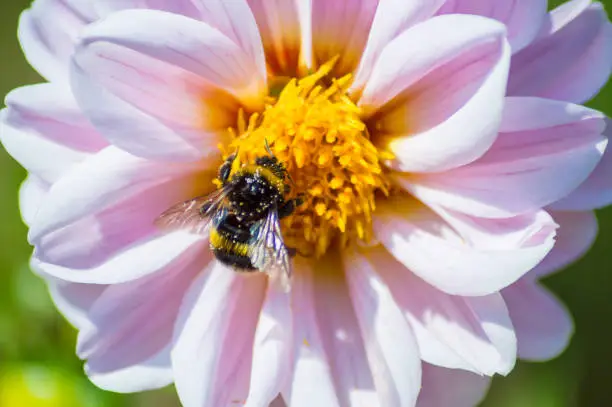 Photo of Bumble bee on dahlia flower