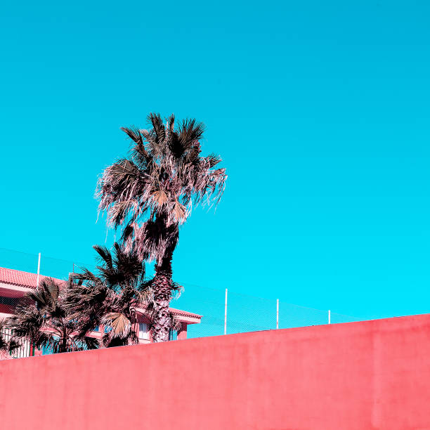 istock Palm. Canary Island. Plants on pink concept 1268453289