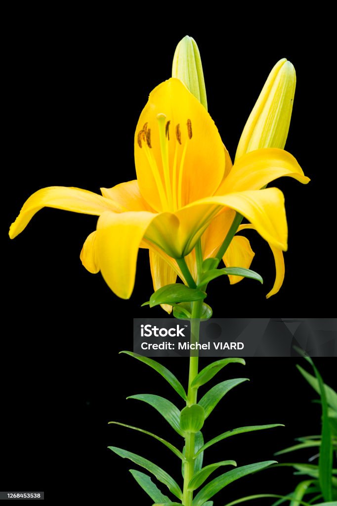 Lily African Queen Lily African Lily Stock Photo