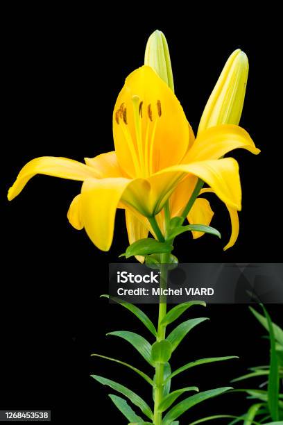 Lily Stock Photo - Download Image Now - African Lily, Black Background, Color Image