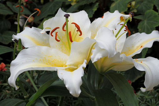 white flower of asiatic lily