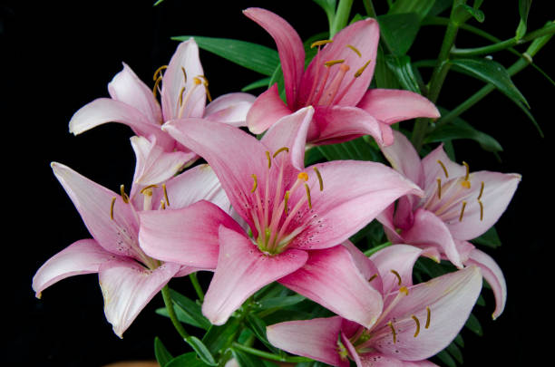 lys asiatique - lily lily family temperate flower asiatic lily photos et images de collection