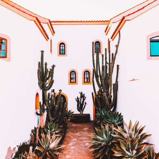 istock Cactus. Travel concept. Canary Island 1268454230