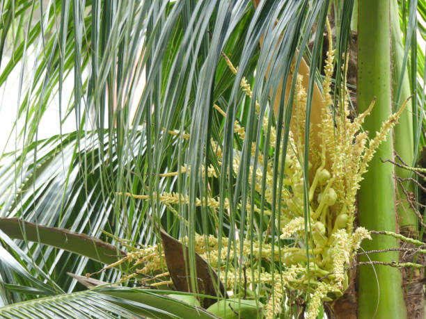 istock Freshness coconut flowers brunch on the plant. 1268454649