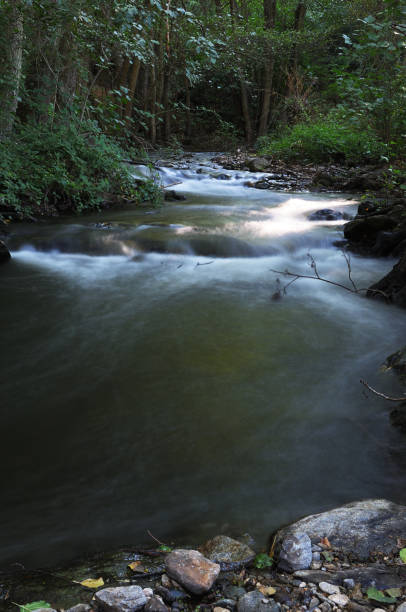 istock silky water stream crossing poplar forest 1268455138