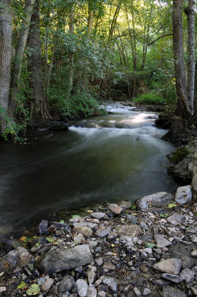 istock silky water stream crossing poplar forest 1268455719
