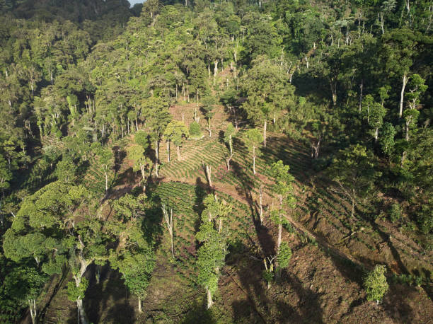 istock Plantation of arabic coffee on mountain 1268455974