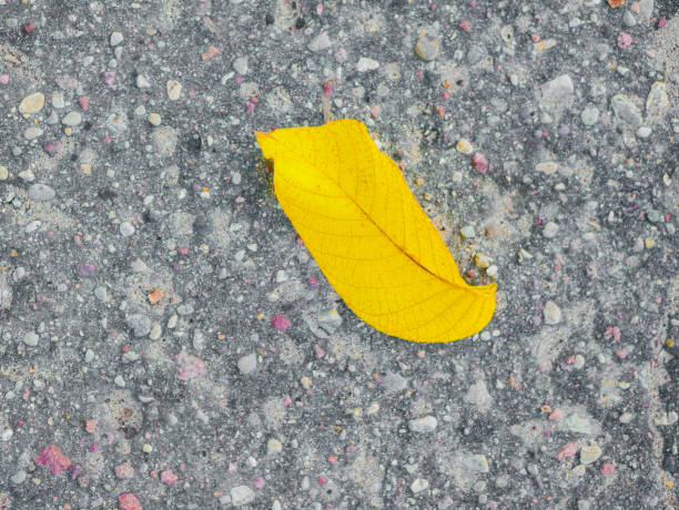 istock yellow leaf lies on the asphalt 1268456617
