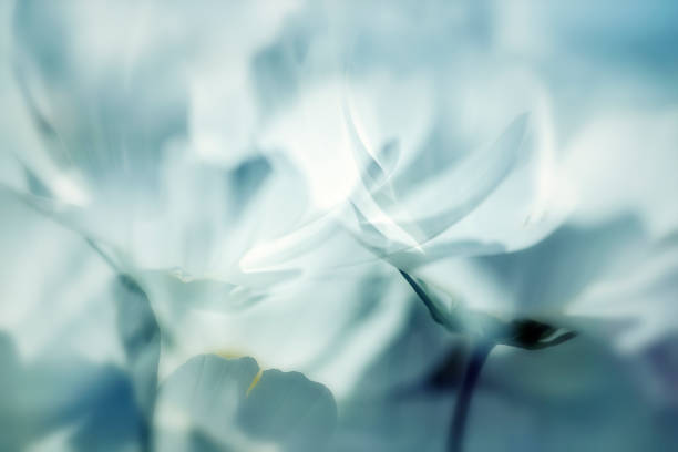 miękkie kwiaty w kwitną miękkie bokeh - nature abstract flower blue zdjęcia i obrazy z banku zdjęć