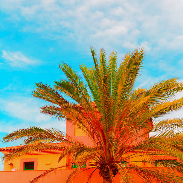 istock Tropical palm location. Canary island. 1268459680
