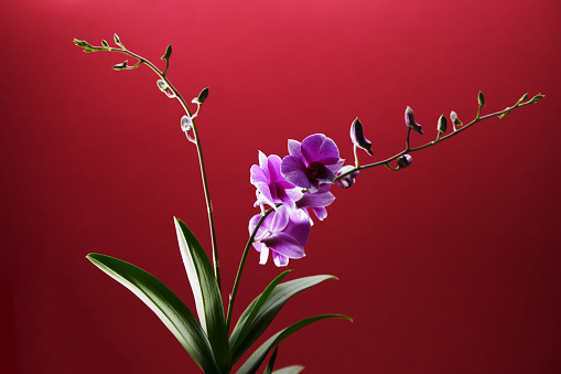 closeup on  beautiful flowers of orchid on green panoramic background