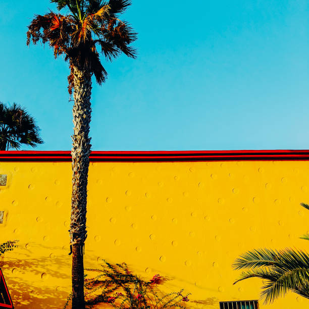 istock Palm tropical location. Travel. Canary island 1268459719
