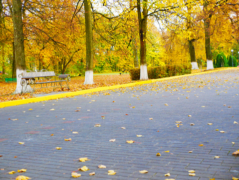 yellow leaves on the sidewalk of the autumn park. High quality photo