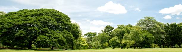 istock Green trees in the garden 1268461191