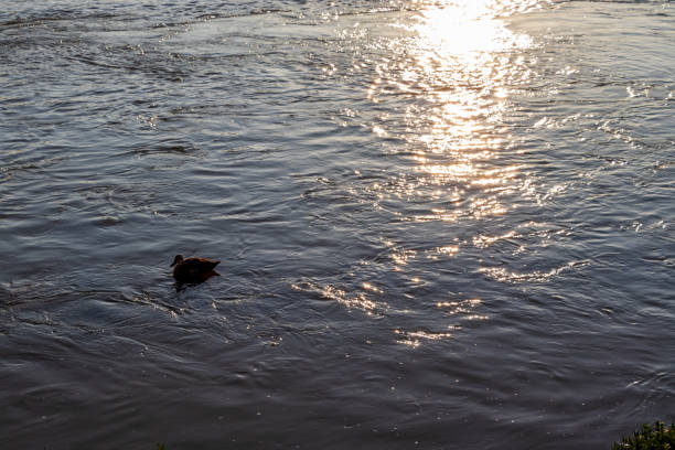 A waterfowl on the river in the morning