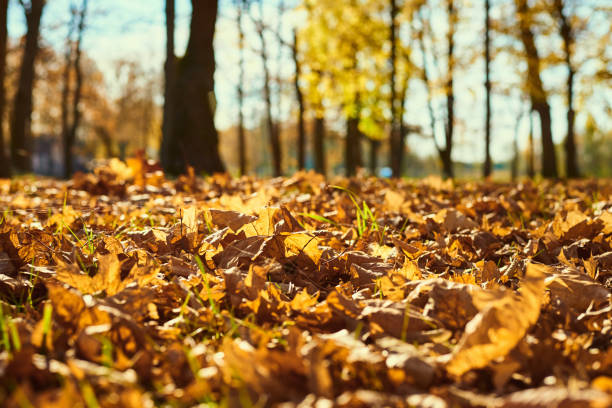istock Autumn maple leaves on the ground. Autumn background 1268462999