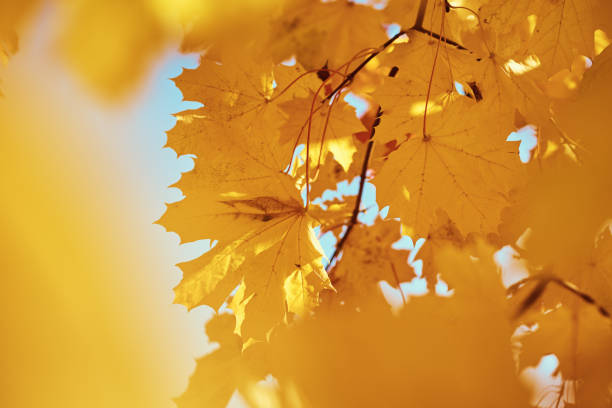 istock Maple autumn leaves with sky. Autumn background 1268463013