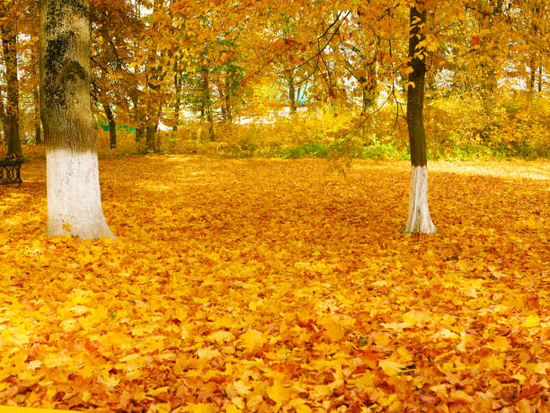 fallen bright yellow foliage in the forest. High quality photo