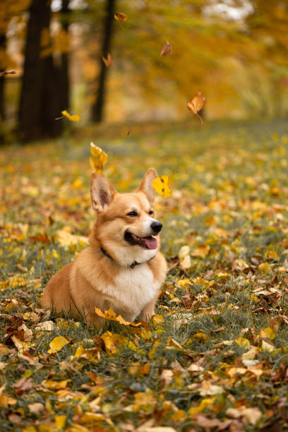 istock Dog looks at the camera and smile 1268464868