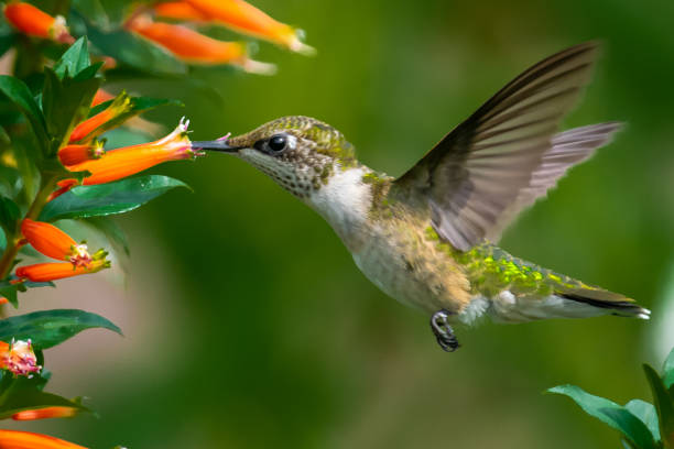 istock Hummingbird feeding from orange flowers 1268464877