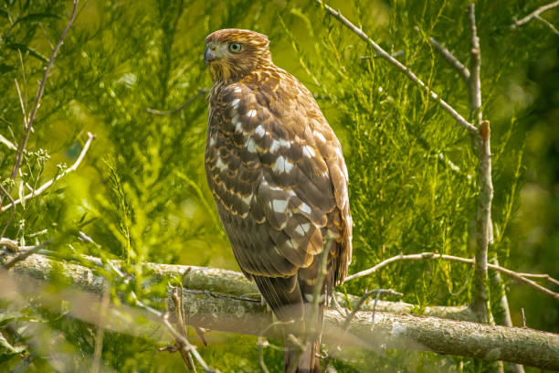 istock Portrait of Cooper's hawk on tree branch 1268465051