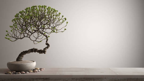 étagère de table en bois de cru avec le bonsai de floraison de galet et de pot en pot, fleurs vertes, fond blanc avec l’espace de copie, conception intérieure de concept zen - bonsaï photos et images de collection