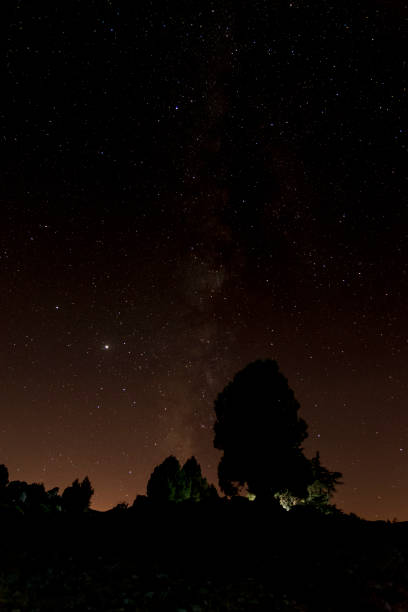 istock Night sky view in the forest 1268466722