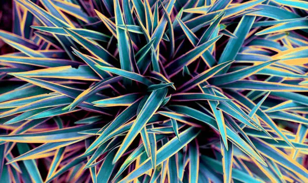 Different abstract colour effects of the Chlorophytum comosum Ocean - Spider Plant - background