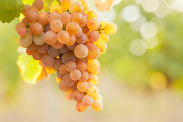 plan rapproché d’un groupe de raisins de vin de rose dans un vignoble dans le soleil du matin - en botte ou en grappe photos et images de collection