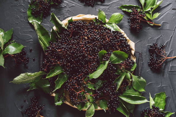 istock Fruit black elderberry on a dark background. (Sambucus nigra). European black elderberry background 1268470076