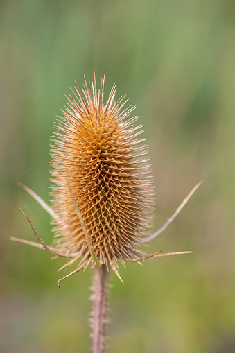 Close-up of a withered wild teasel