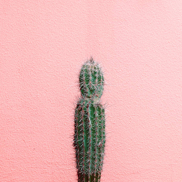istock Plants on pink concept. Cactus on pink wall background 1268470711