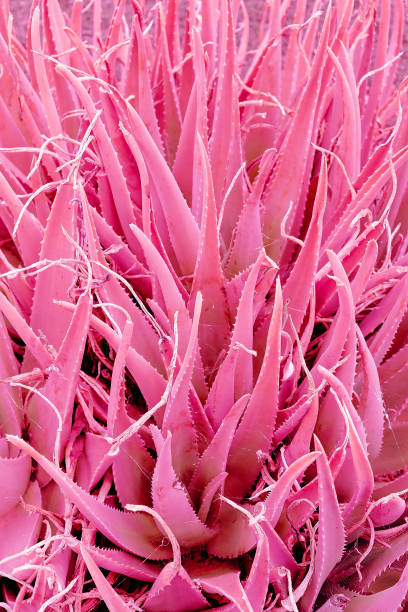 istock Minimal plants design. Aloe pink plant backgroud 1268470728