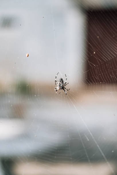 istock A spider spider weaves a web in the forest. 1268472186