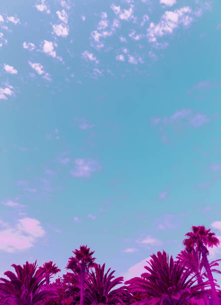 istock Colorful minimal concept. Tropical location. Palm. Canary Islands 1268472588