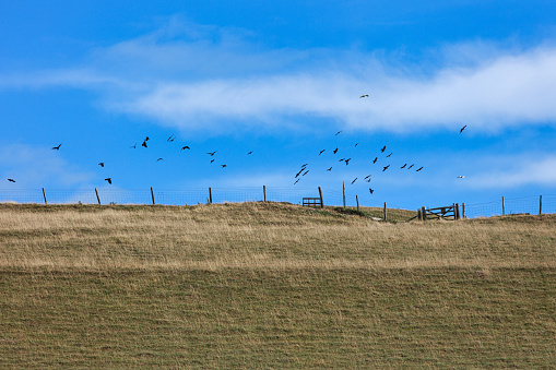 Birds on the sky, Cuckmere Haven is an area of flood plains in Sussex, England where the river Cuckmere meets the English Channel between Eastbourne and Seaford.