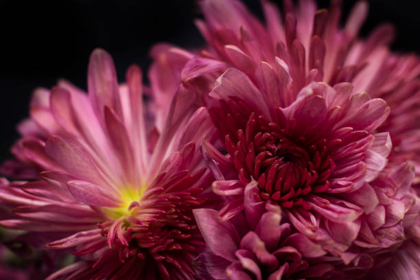 chrysantheme aus nächster nähe auf schwarzem hintergrund. makro-aufnahme. - daisy family close up cut flowers cut out stock-fotos und bilder
