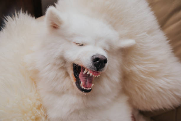istock Angry dog shows teeth lie on sofa at home 1268474215