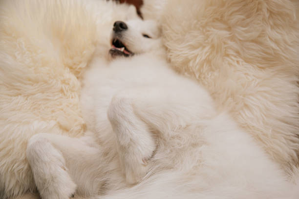 istock Angry dog shows teeth lie on sofa at home 1268474363