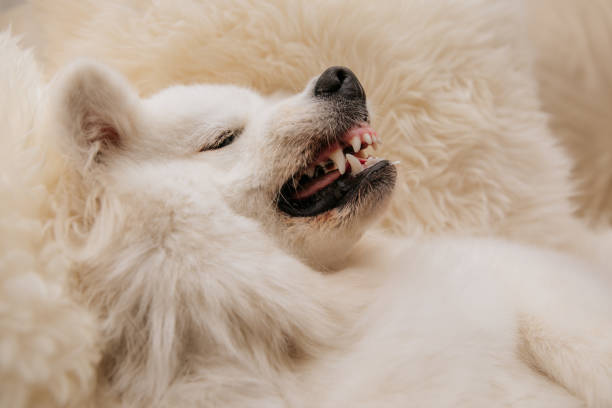 istock Angry dog shows teeth lie on sofa at home 1268474679