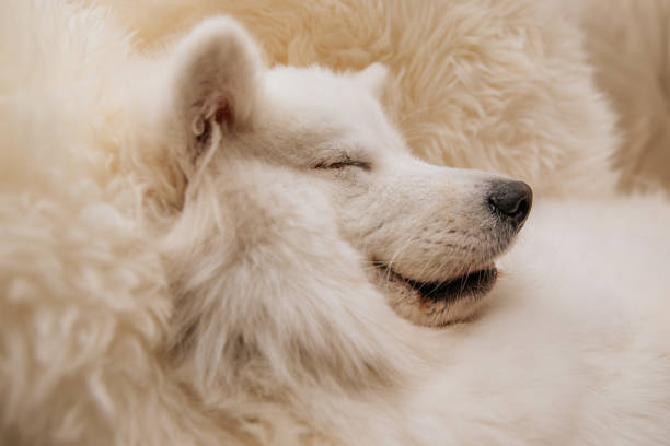 istock Angry dog shows teeth lie on sofa at home 1268474682