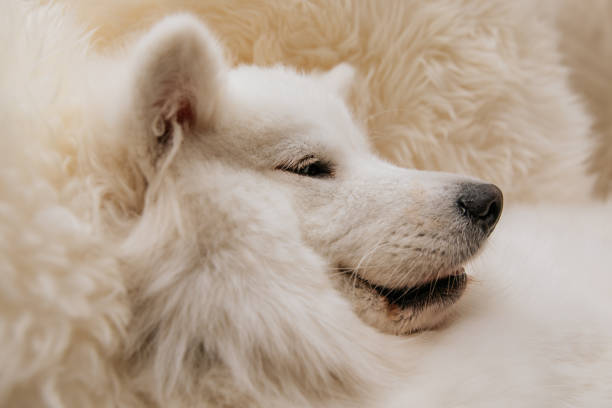 istock Angry dog shows teeth lie on sofa at home 1268474718