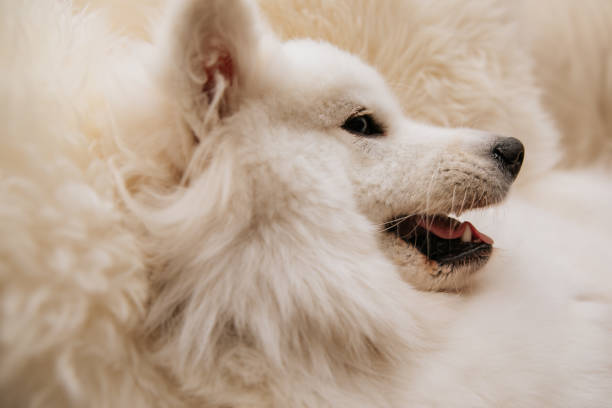 istock Angry dog shows teeth lie on sofa at home 1268474720
