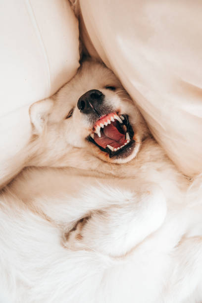 istock Angry dog shows teeth lie on sofa at home 1268475758