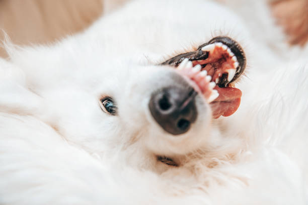 istock Angry dog shows teeth lie on sofa at home 1268475767