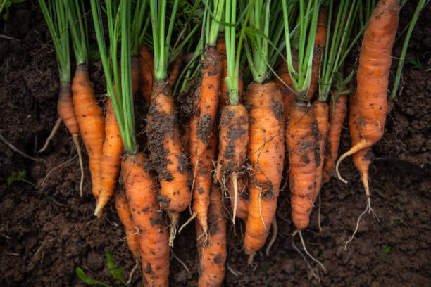istock Heap of carrots 1268475988