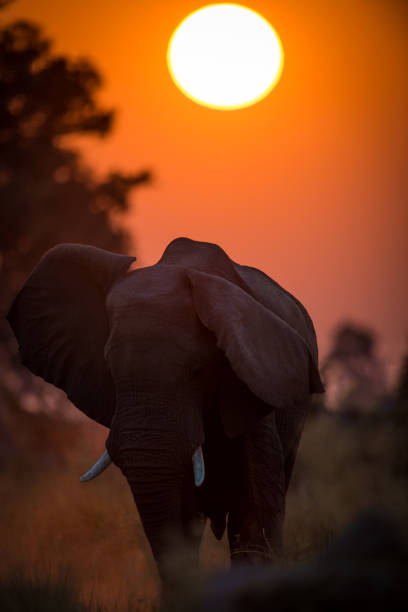 istock Single Elephant Flip Ears In Sunset In Okavango Delta In Bostwana 1268476611